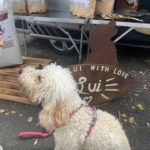 lui_hundefreunde_emma_1