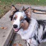 lui_hundefutter_mila_2